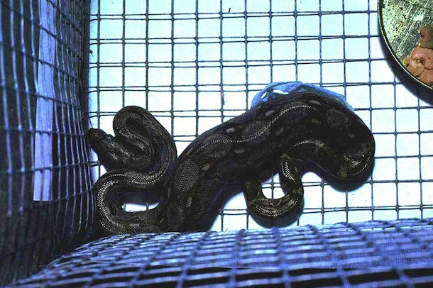 Boa coiled in mouse cage with large lump of swallowed mouse.