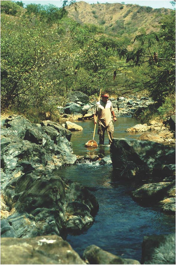Man with small net in river fishing for specimens of new species of fish