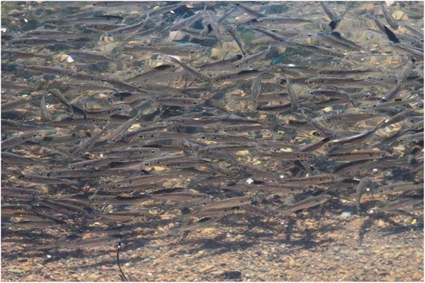 Many small marine fish in shallow water
