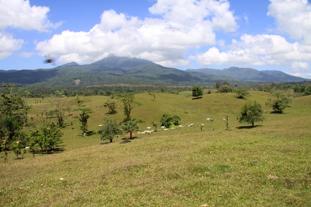 Cattle and some remnant forest trees in large pasture; forest still standing in the background