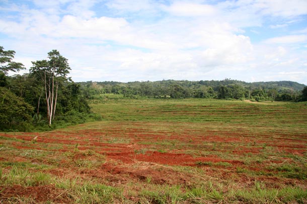 Freshly plowed red dirt in field where old orange trees ripped out, ready for replanting