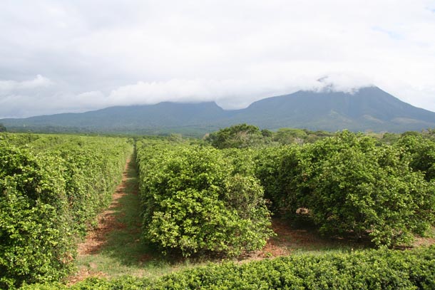 Large orchard of orange trees; forest and Volcan Orosi of ACG in distance