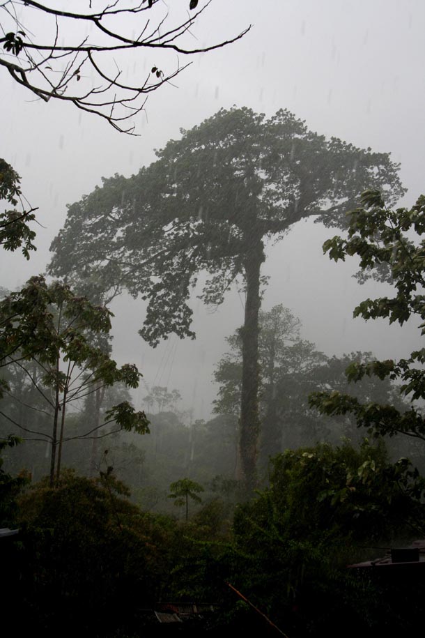 Eastern side of Volcan Rincon, large forest Ceiba tree isolated in second growth, in mist and rain