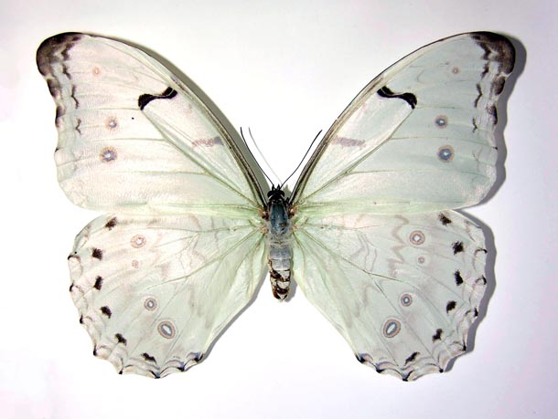 White butterfly with huge white wings, Morpho catalina