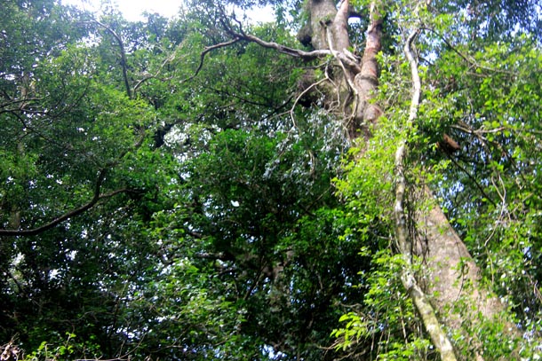 Huge white butterfly flying high in rainforest clearing