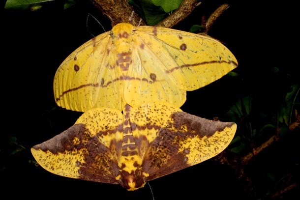 2 mating moths, colored deep yellow and purple, of Eacles imperialis