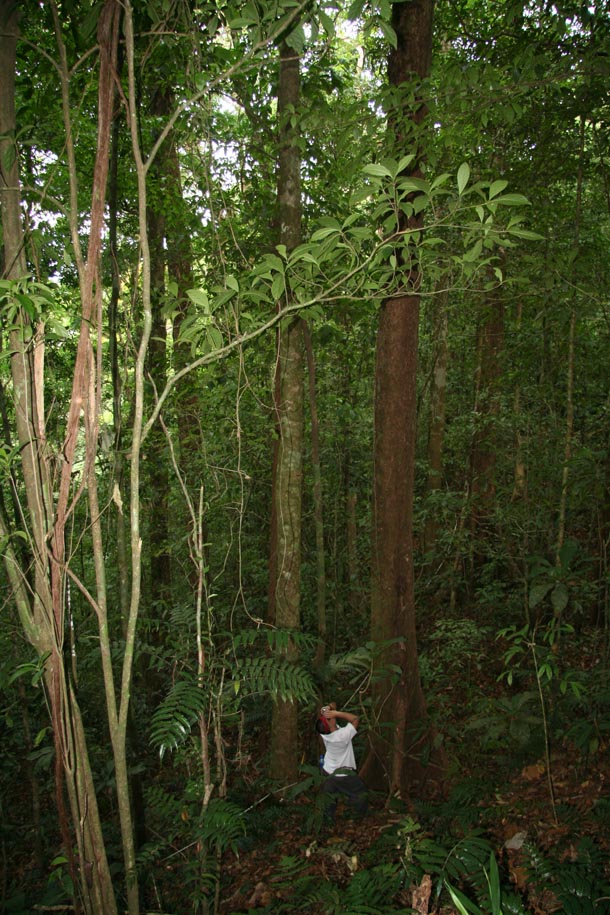 Forest of tall trees, with a person who is dwarfed by the height of the tree trunk