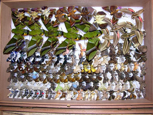 Moths and butterflies of many sizes, colors, and shapes, pinned and tightly shingled in a box