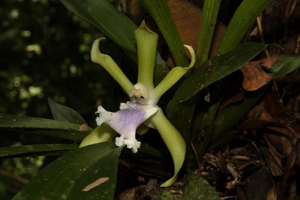 Purple and white orchid flower from rain foest