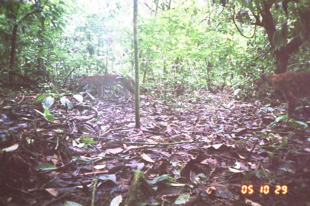 Trail camera photo of 2 pumas (mountain lion) in forest