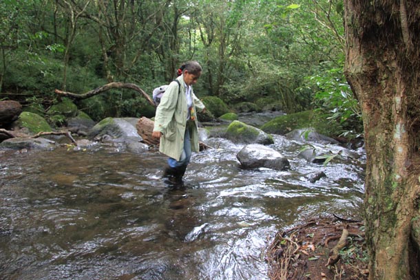 Parataxonomist Petrona Rios crossing headwaters of river