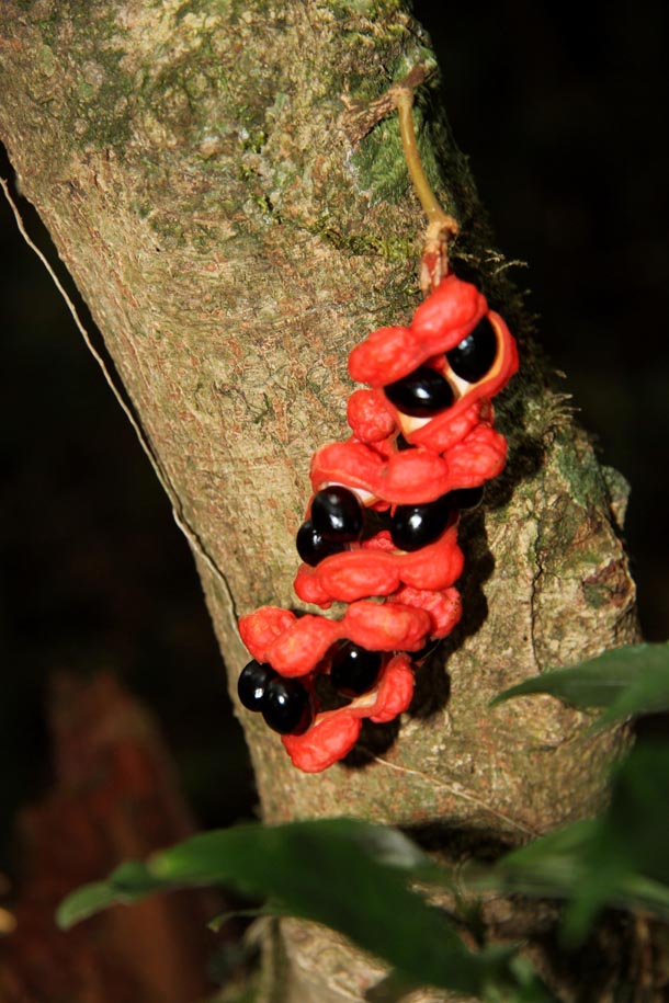 Bright red spiral fruit of Pithecellobium with shiny black seeds inside