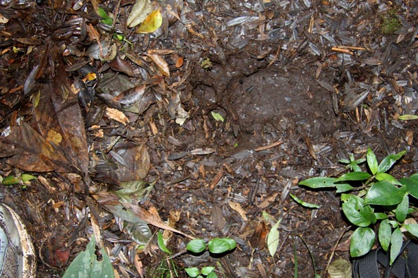 Deeply imprinted tapir track on muddy trail