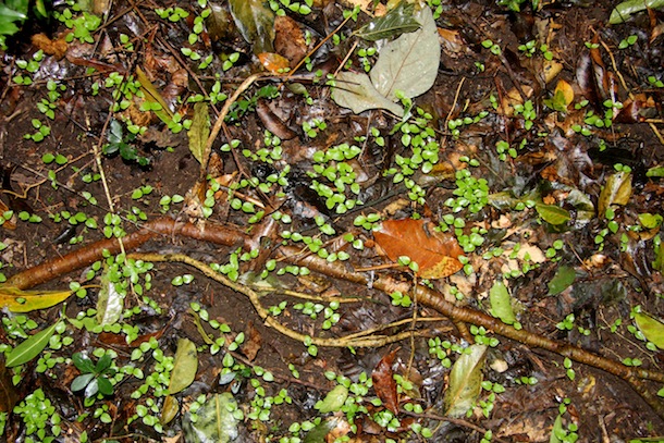 many identical small green seedlings sprouting in dark forest soil and leaf litter
