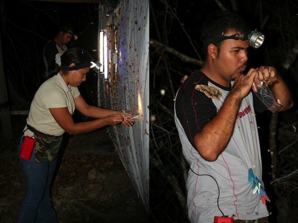 Hazel and Sergio wearing headlamps, collecting moths at night from a white sheet hung with lights