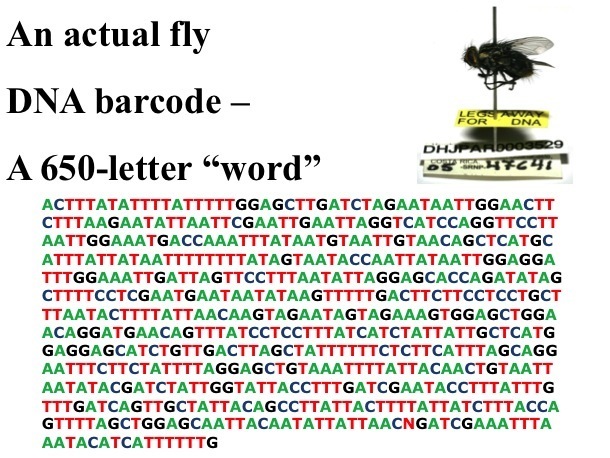 A fly on a pin along with a printout of its barcode with the letters ATCG representing the nucleic acids.