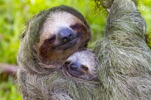 Sloth Mama