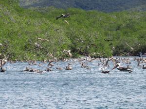 Pelicans Bahia Santa Elena
