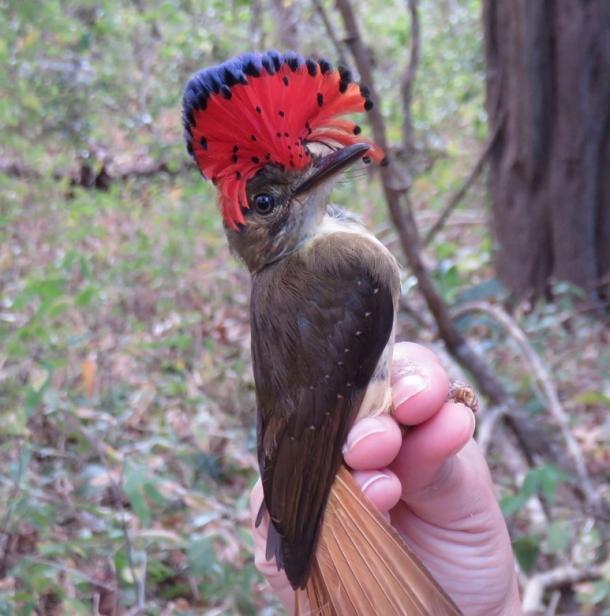 royal flycatcher