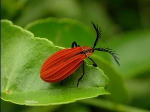 net-winged beetle